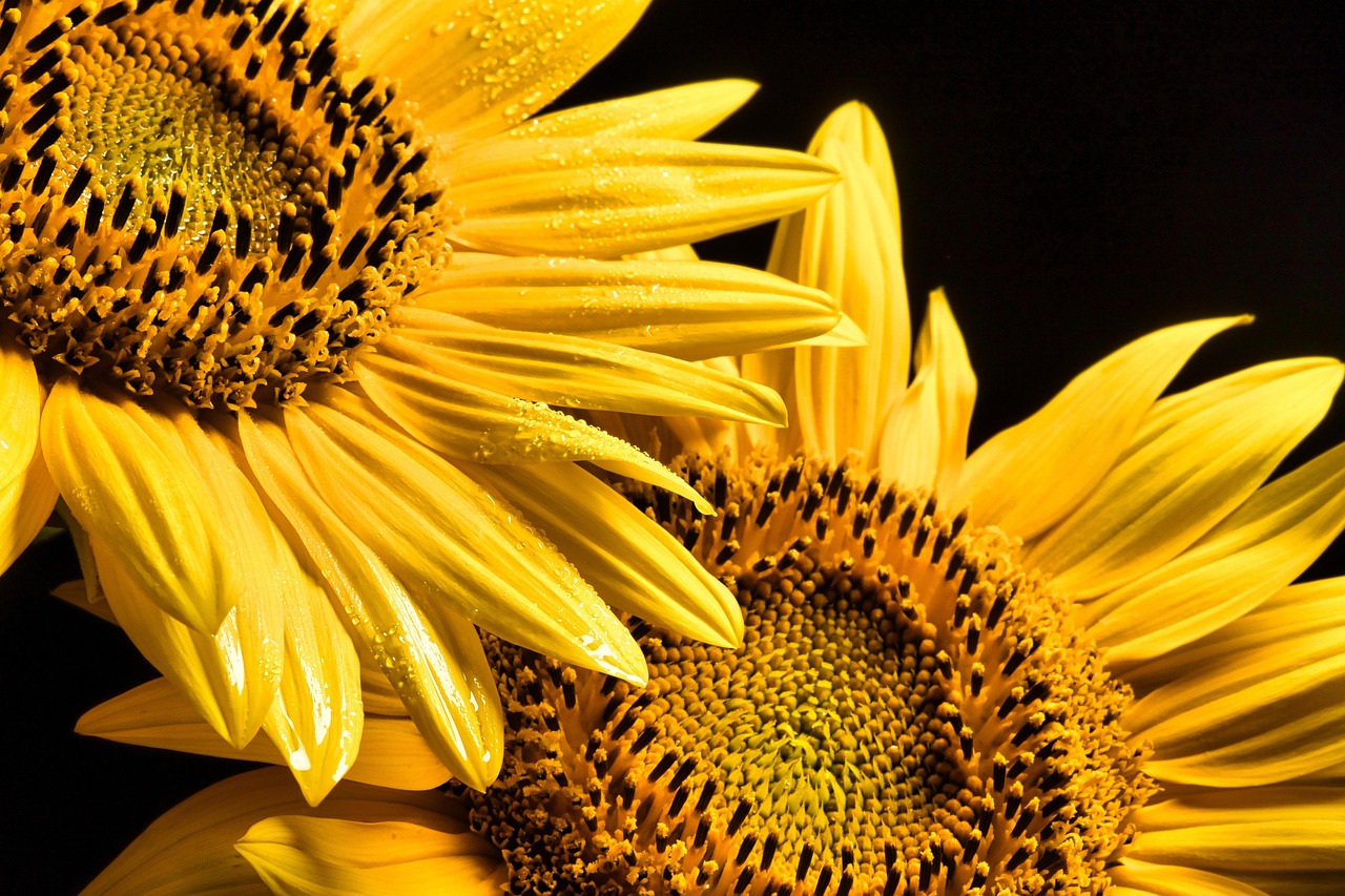 
Колко деца има симеон сакскобургготски