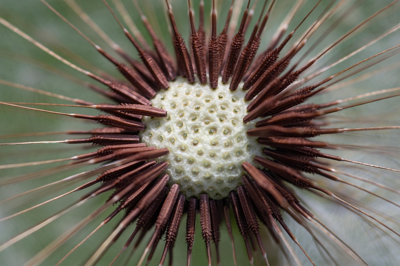 
Колко време се пие регенил хепа