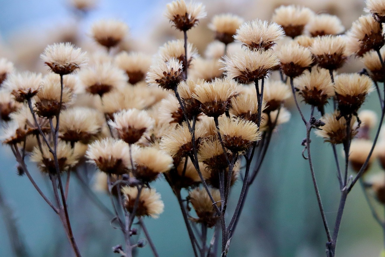 
Колко трябва да е fsh за забременяване