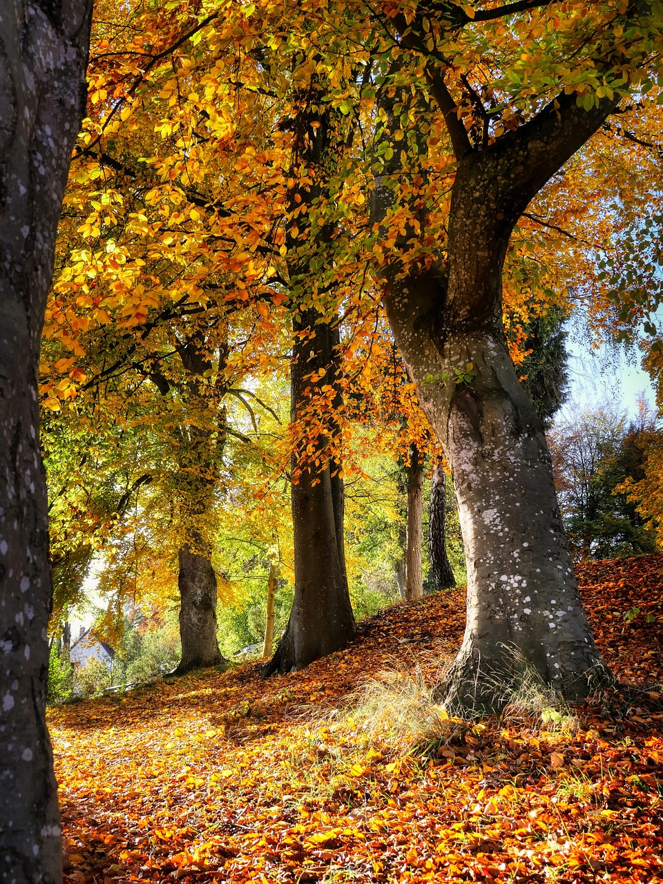 
Колко време се пие чай от бабини зъби