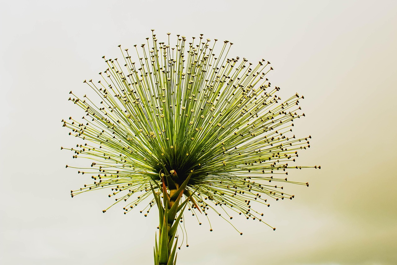 
Колко време се пази диета след операция на жлъчка