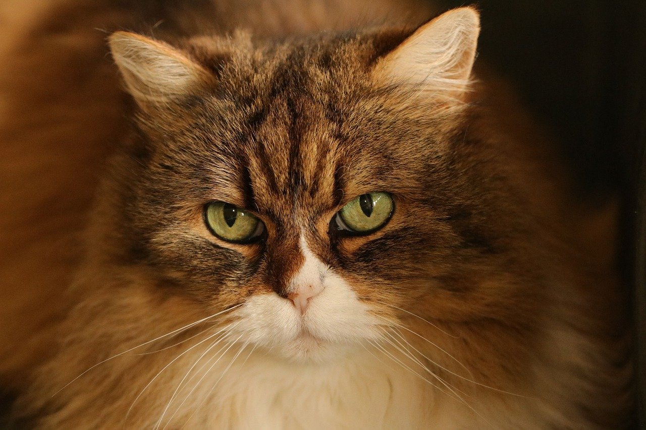 
Колко време се пие детралекс при хемороиди