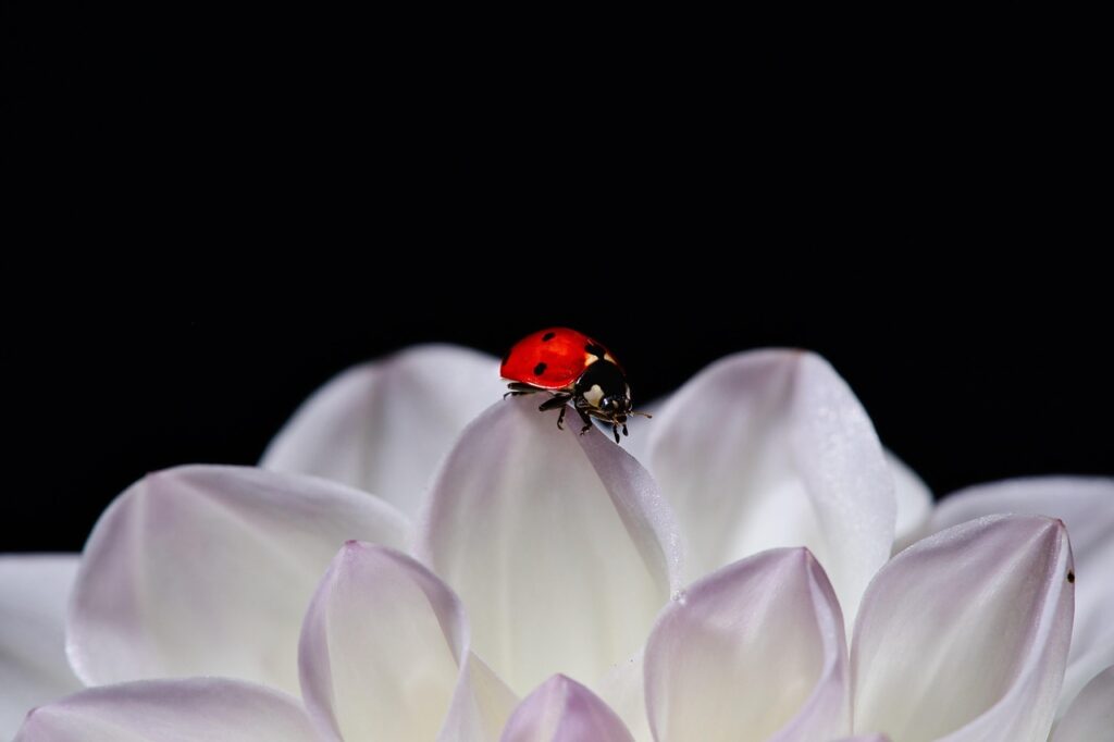 Колко е висок криско