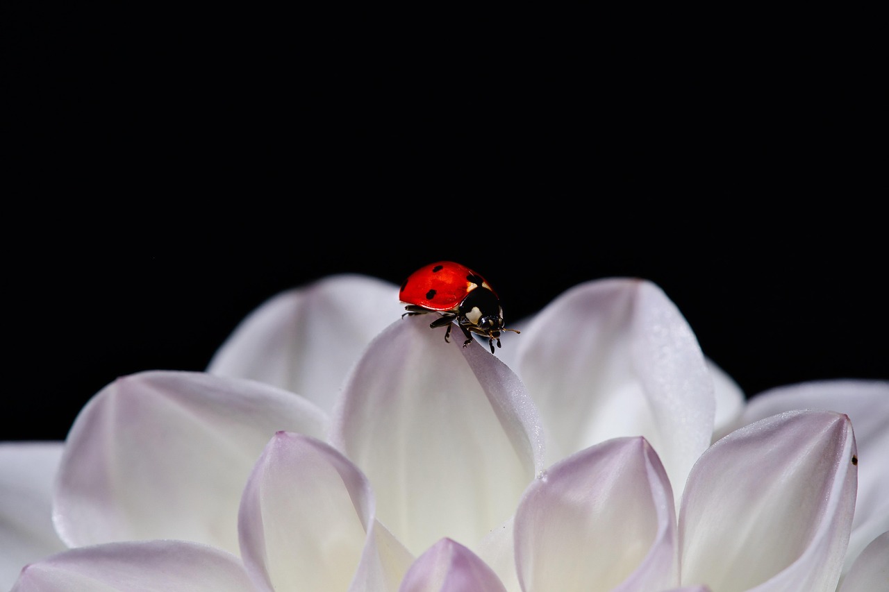 
Колко е висок криско