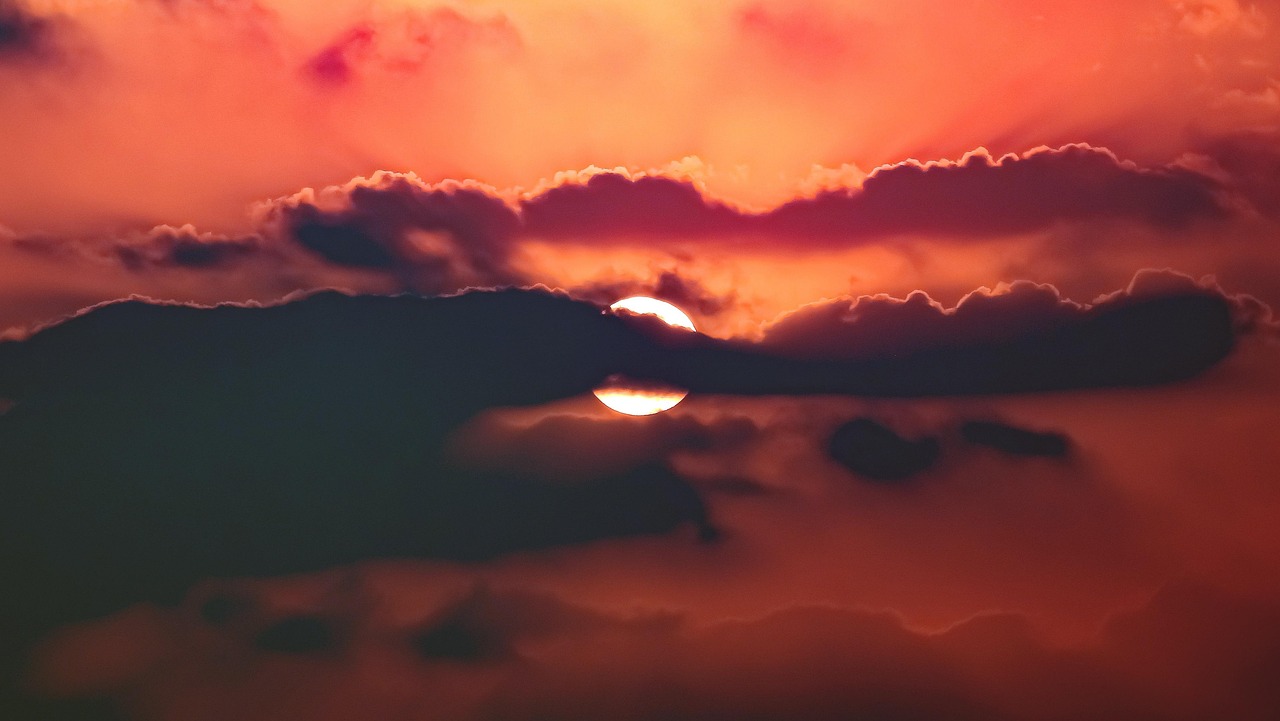 
конифери Колко високо става