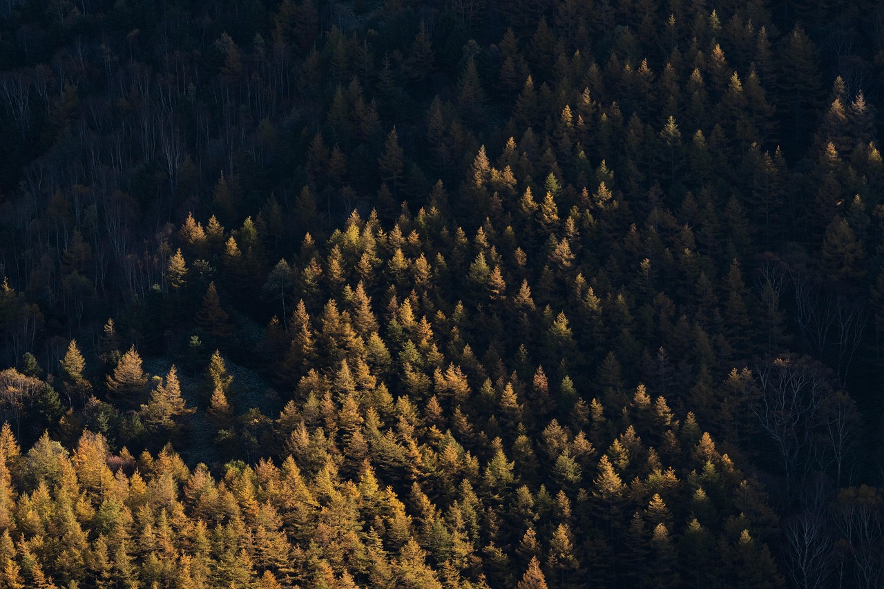 
до Колко години живеят котките