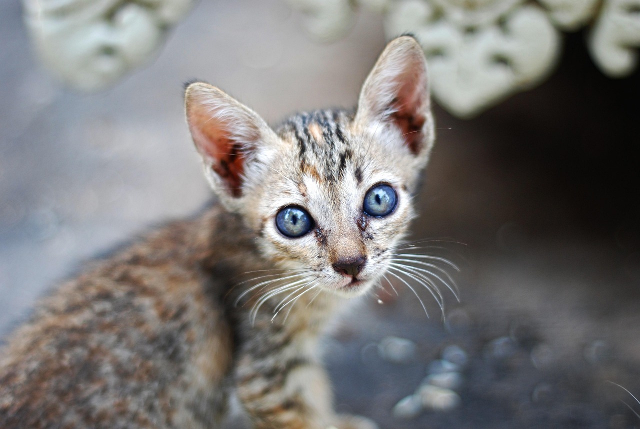 
за Колко време спадат лимфните възли