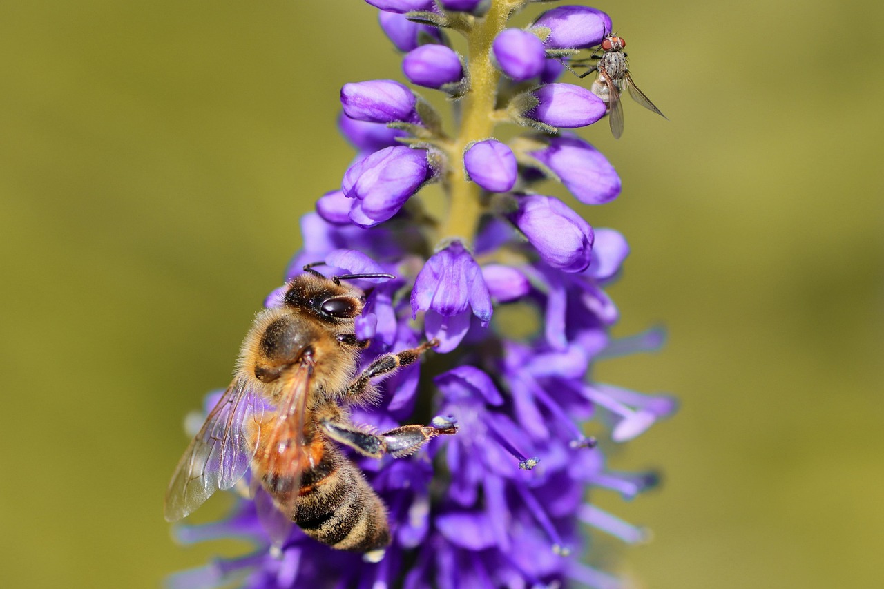 
по Колко кайсиеви ядки на ден