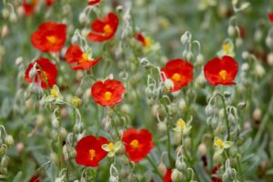 Колко се вари царевица