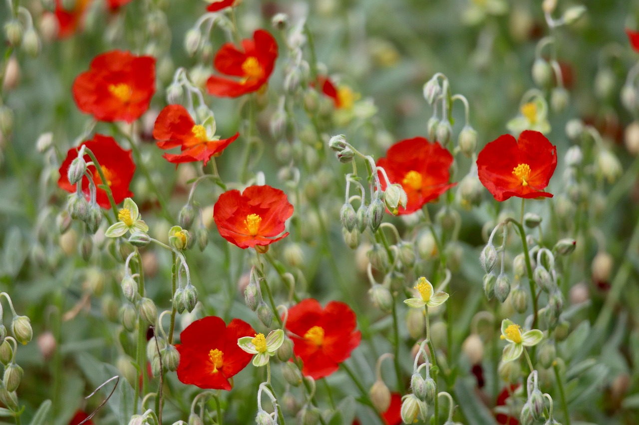 
Колко се вари царевица