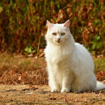 
7 седмица от бременността Кой месец е