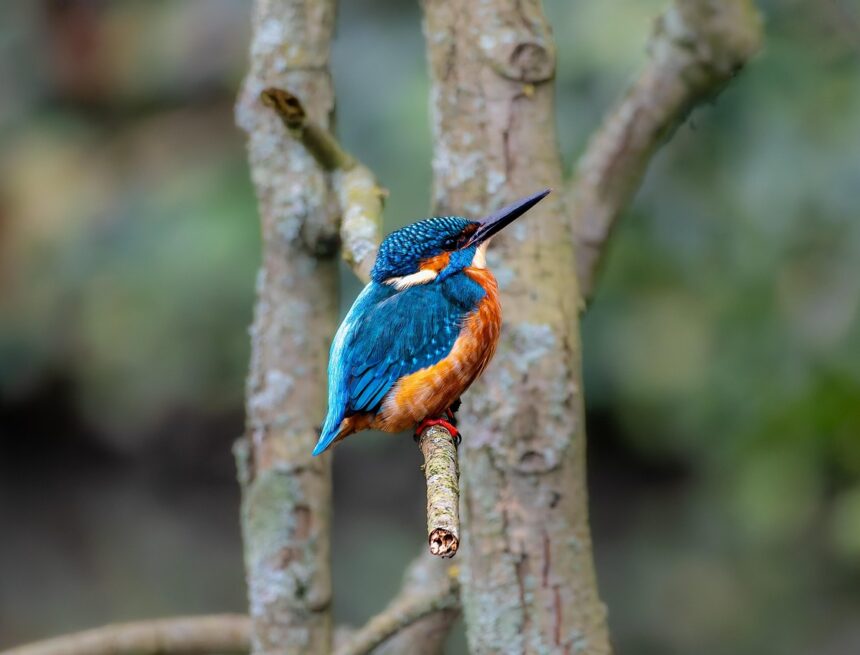 
Кой е дядото на левандовски